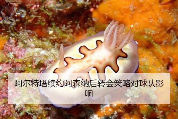 阿尔特塔续约阿森纳后转会策略对球队影响